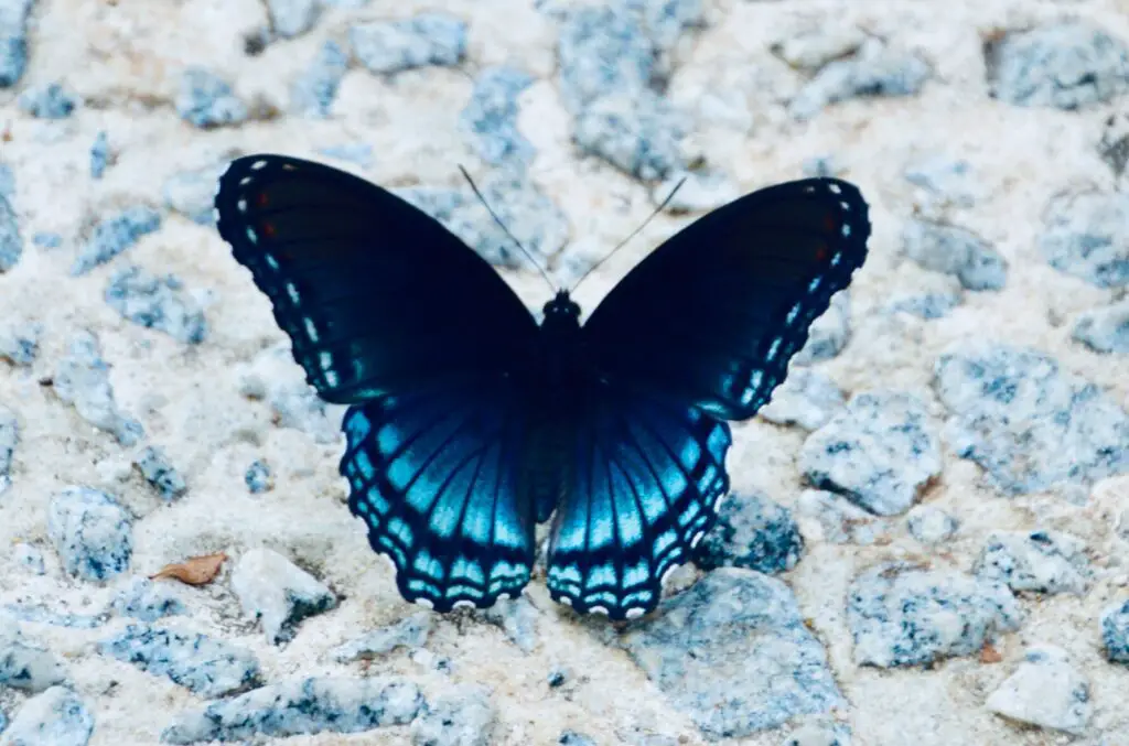 What does it mean if you see a Butterfly after someone dies?