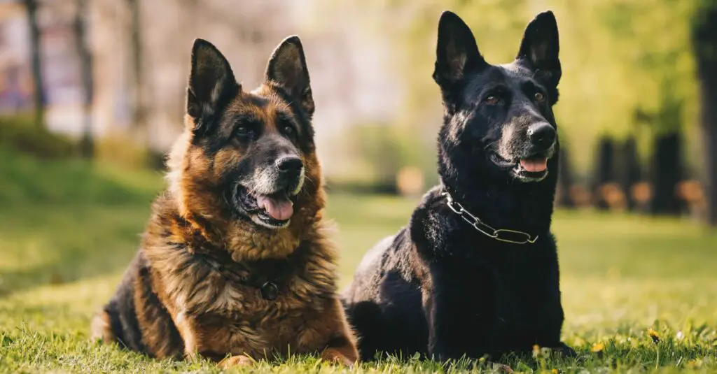 Can Police dogs smell Delta 8 Gummies?