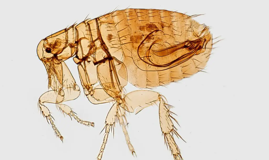 How long do Fleas live on Humans?