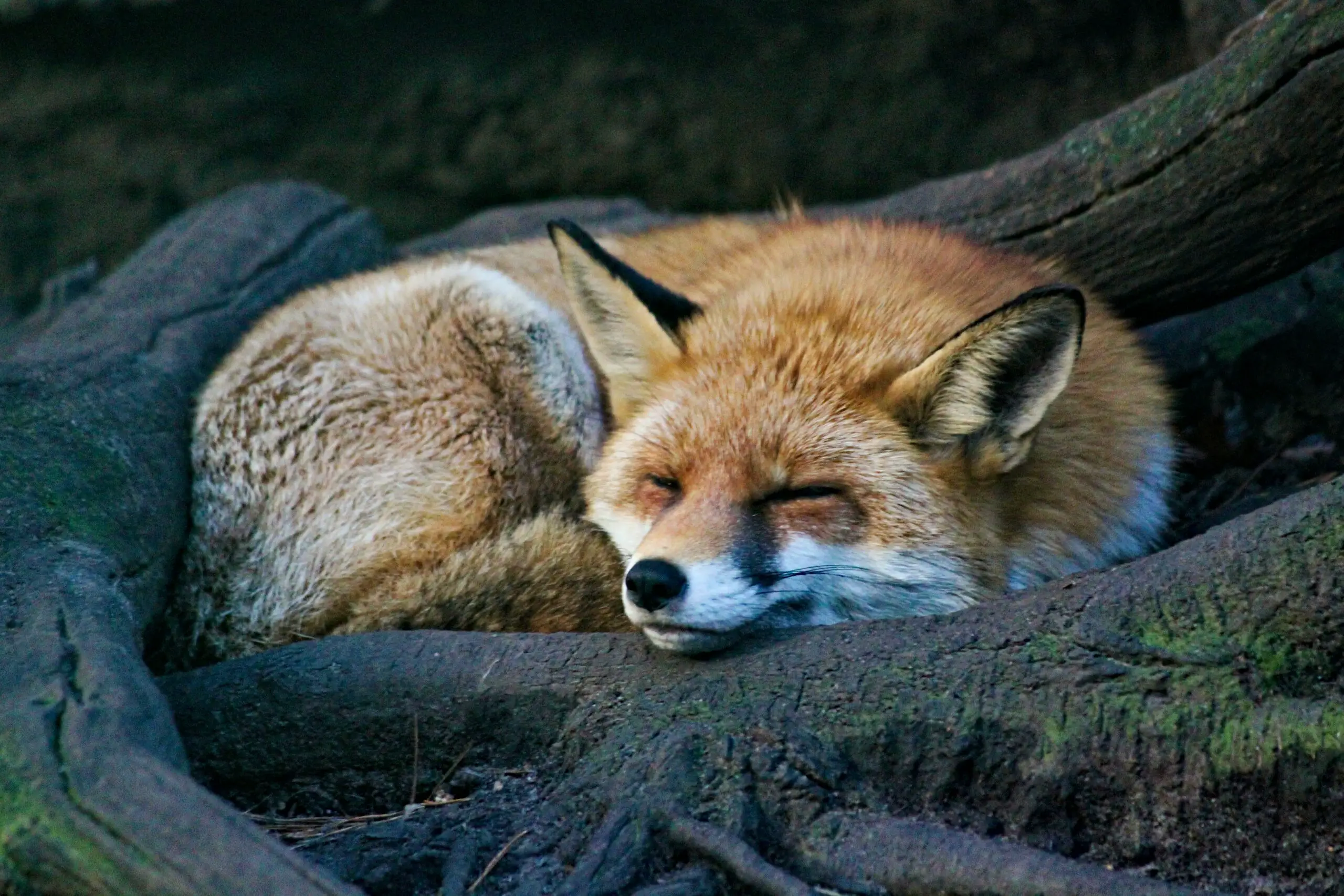 Why do foxes scream at night?