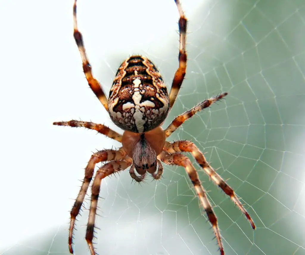 Do Spider dies after laying Eggs?