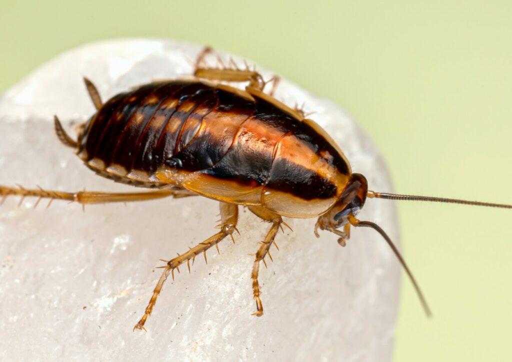 Will Roaches crawl on you at Night?