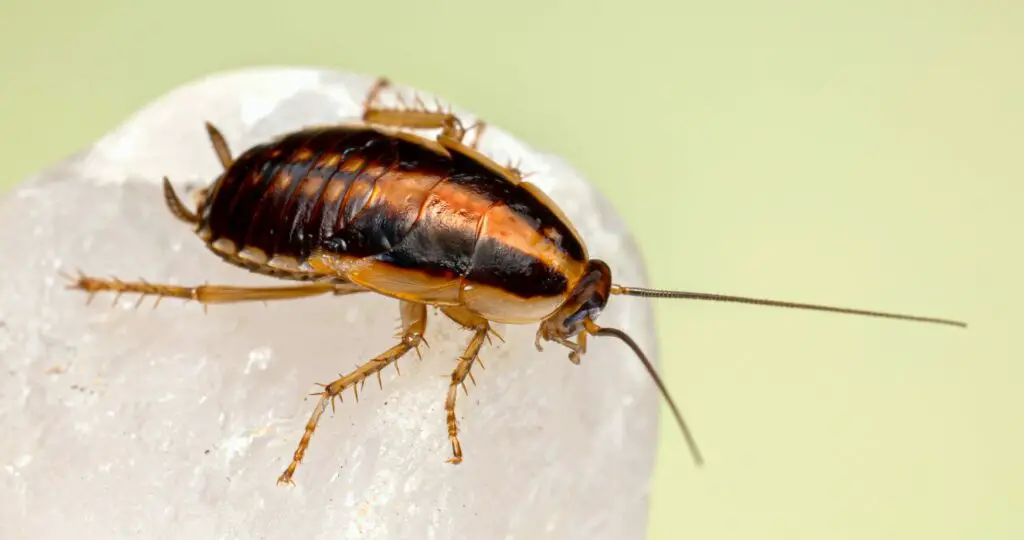 How can you tell if a Cockroach is pregnant?