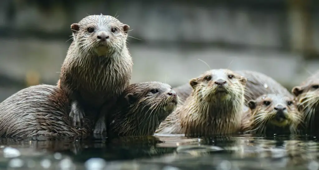 What is a Female Otter called?