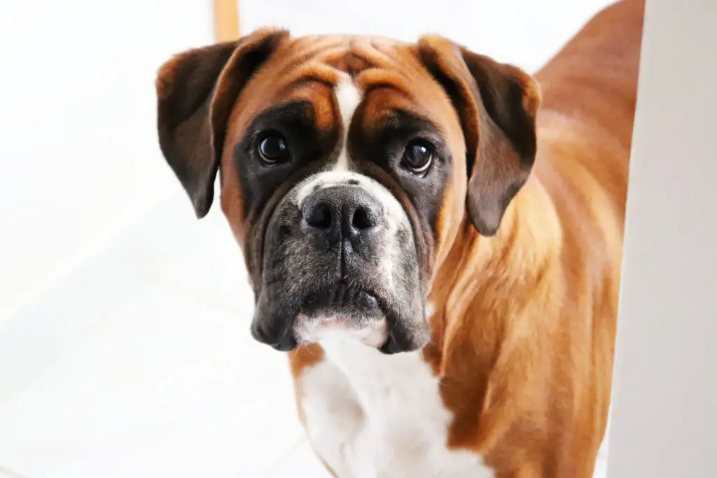 How long do Boxers live?