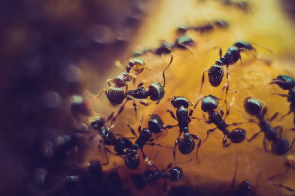 What does Vinegar do to Ants?