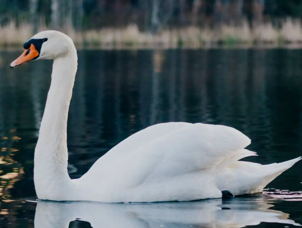 What is a Female Swan called?