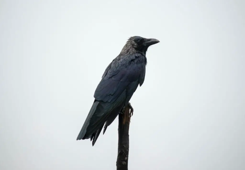 What is a herd of crows called?