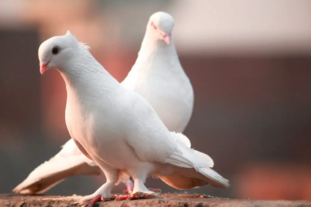 What Does It Mean When A Dove Coos?
