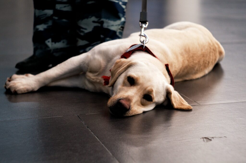 Can Airport dogs tell if your high?