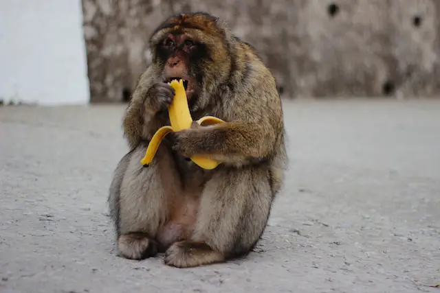 Do monkeys eat the whole banana?