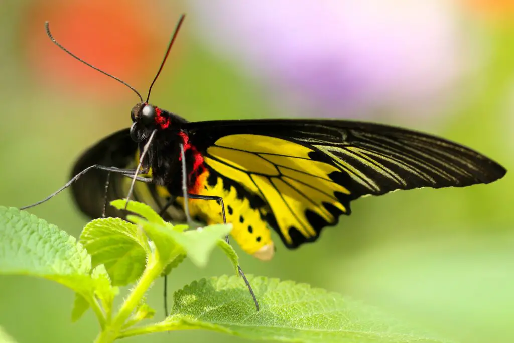 How common are Black and Yellow Butterflies?
