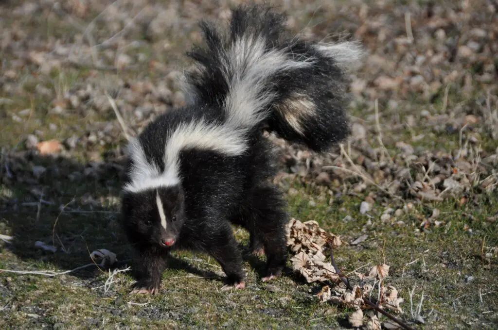 Do Skunks Go Out Every Night?