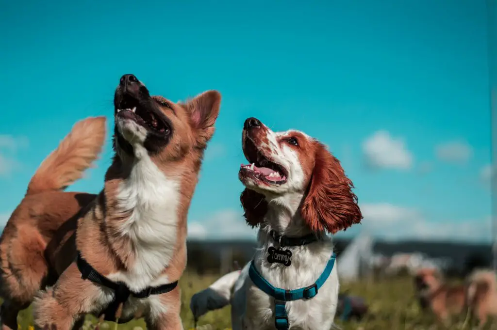 Is there an Alternative to Insulin Injections for Dogs?