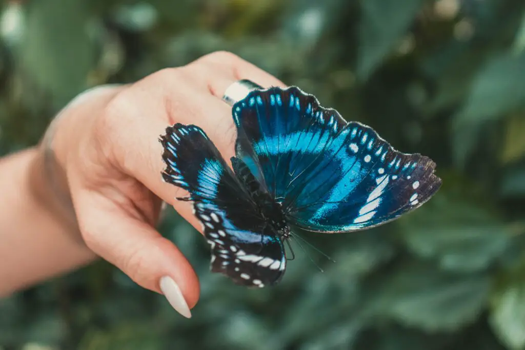 Do Butterflies Bite or Sting Humans?