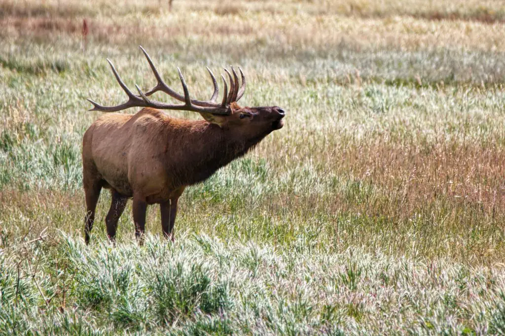 Is a 308 good for elk?