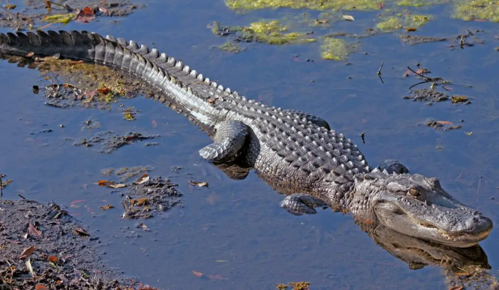 How many Alligator attacks in Florida per year?