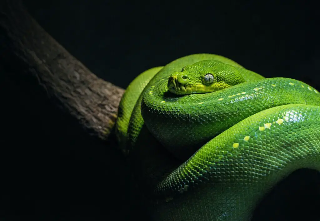 Does ammonia keep snakes away?