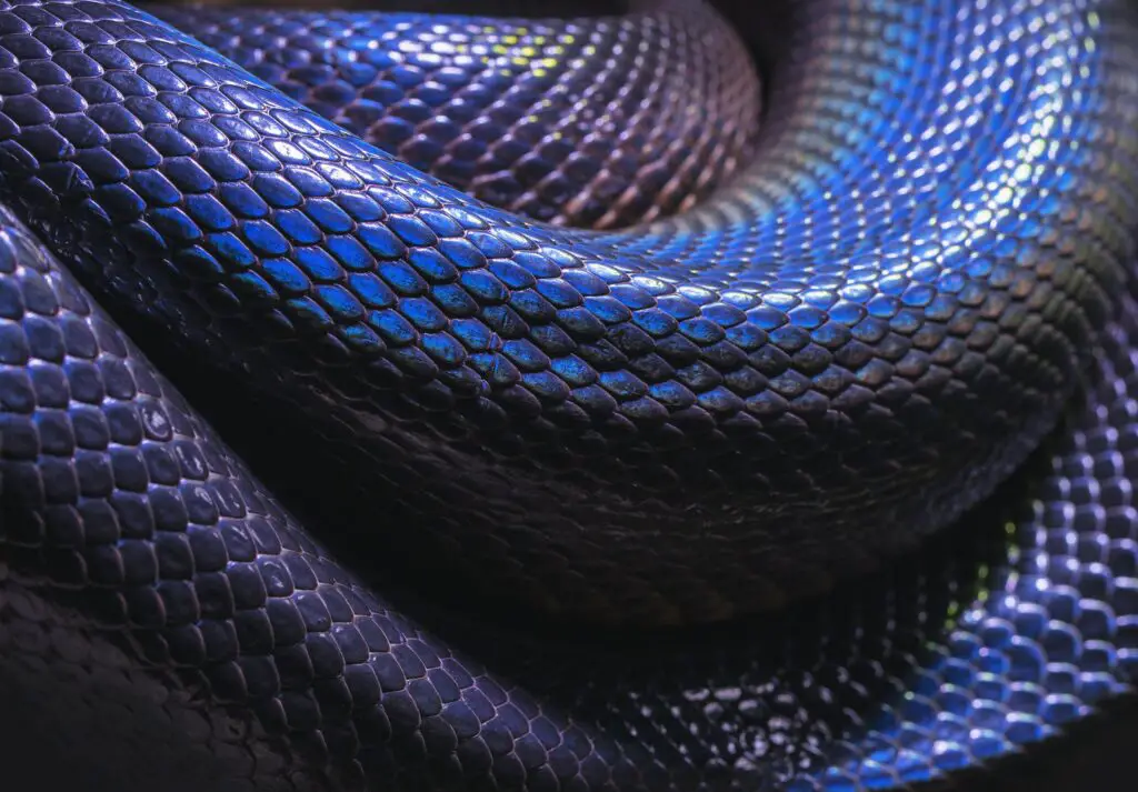 What happens when a Python eats a Human?