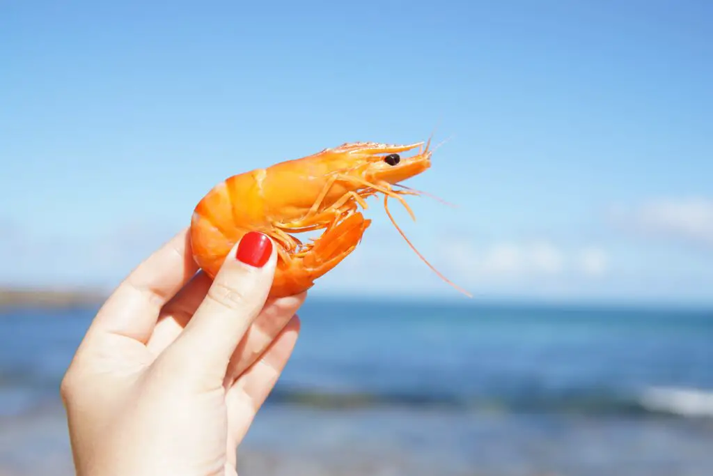 Is it safe to Eat Shrimp that has freezer burn?