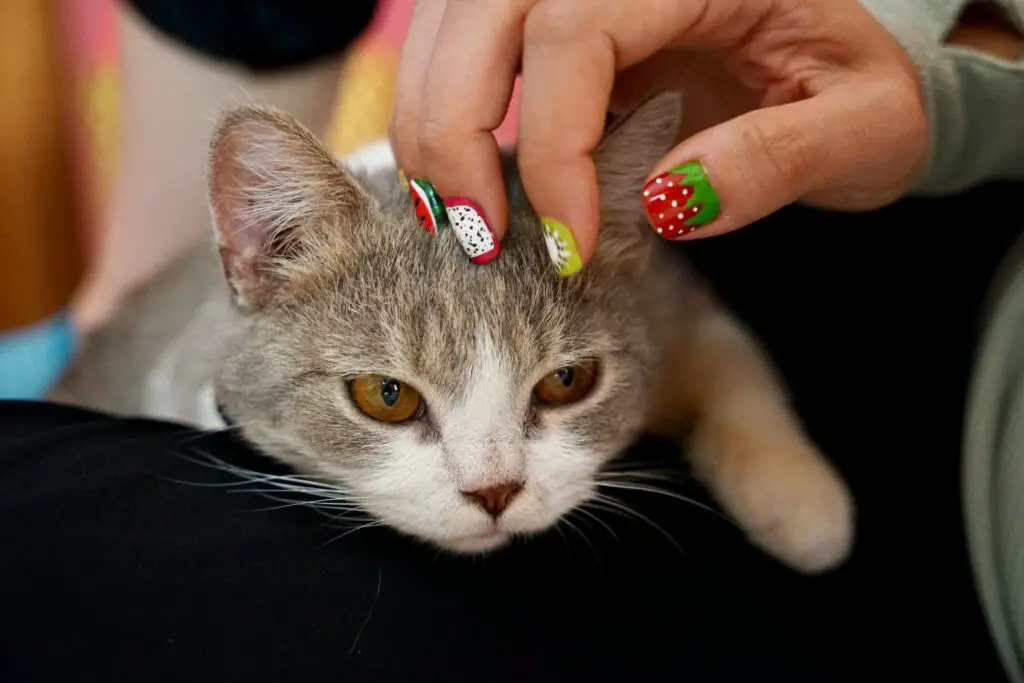 What happens if you never cut your Cats nails?
