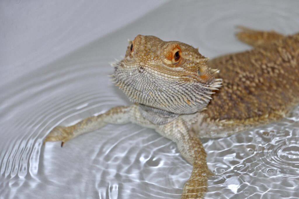 What Greens can I feed my bearded dragon everyday?
