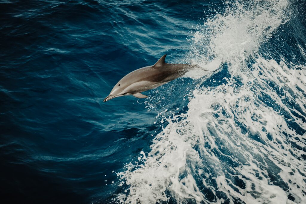 How high is the iq of a dolphin?