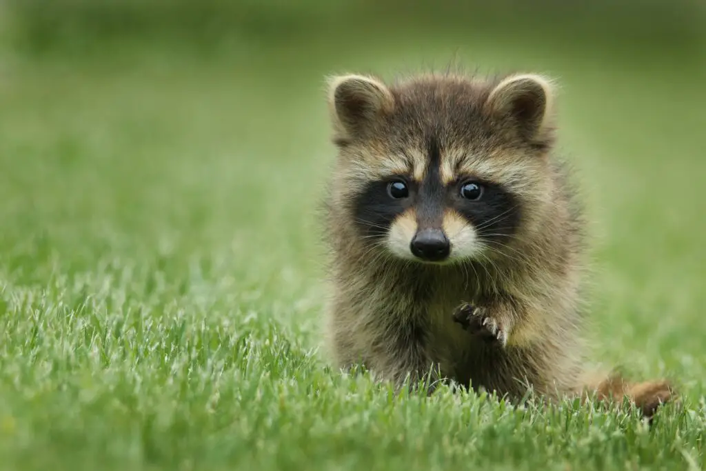 What to do if you see a raccoon at night?