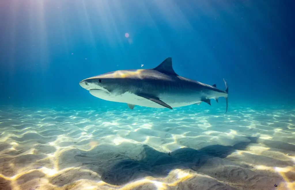 How close can a Shark come to shore?