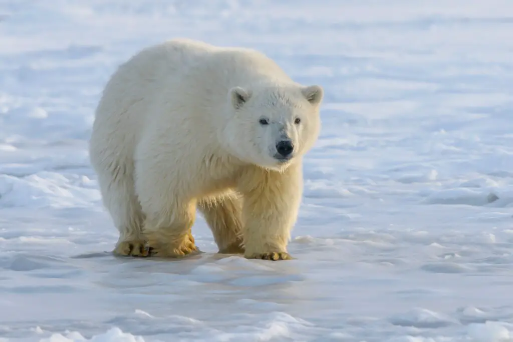 Can a wolverine take down a polar bear?
