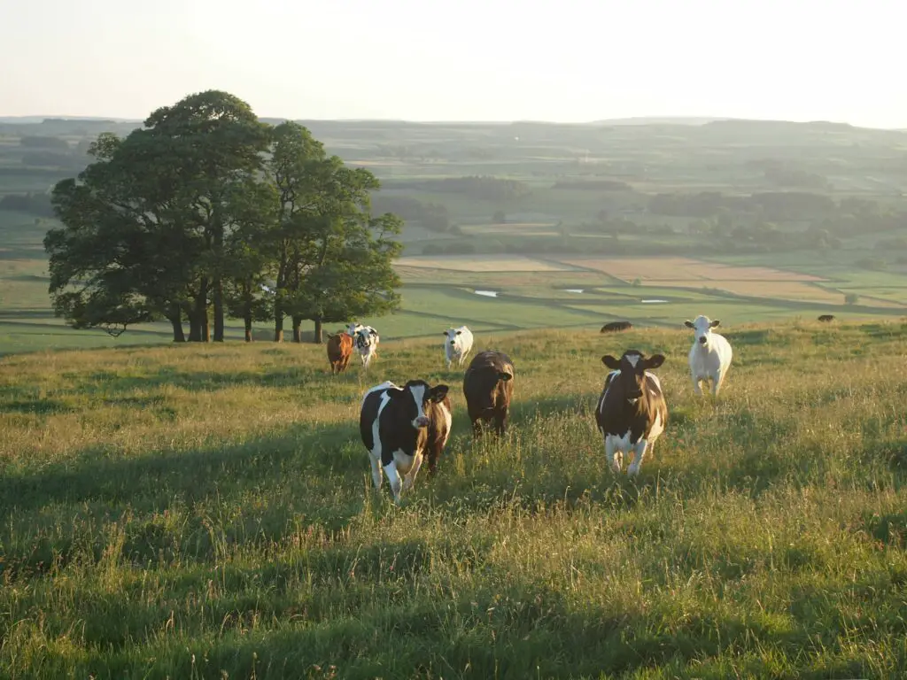 Are Cows male or female?