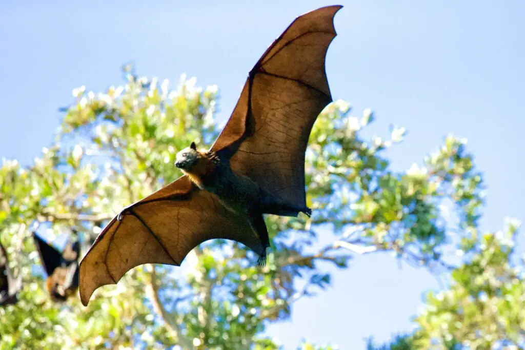What do Bats sound like to humans?