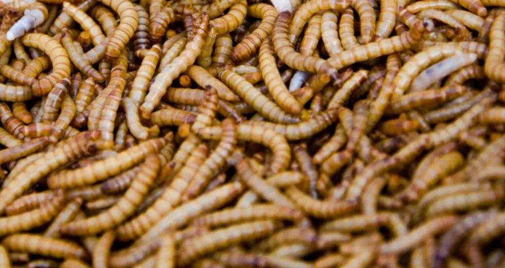 What do Maggots turn into?