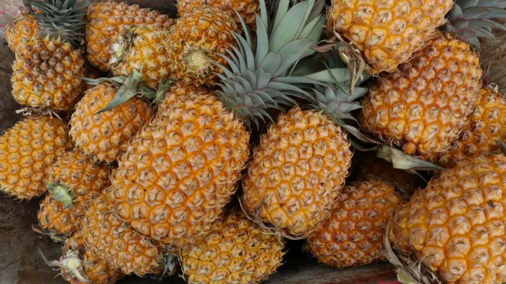 Are Pineapples natural or man made?