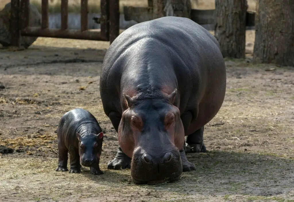 What Bites harder than a Hippo?