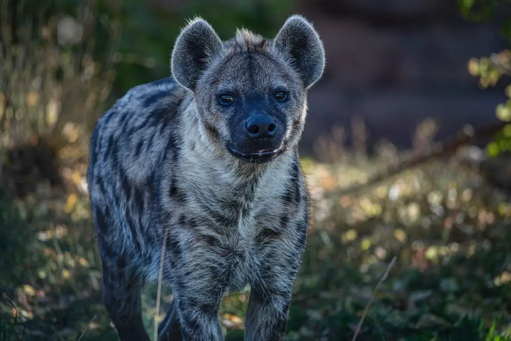 Can a Hyena be a pet?