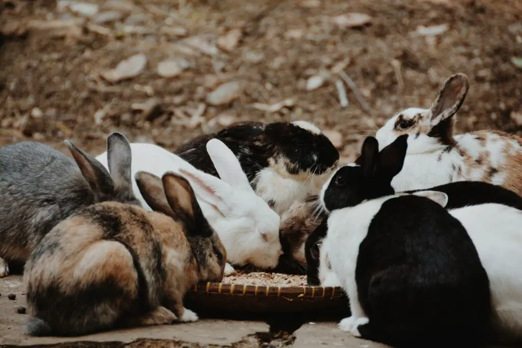 How many times do Rabbits have to mate to get Pregnant?