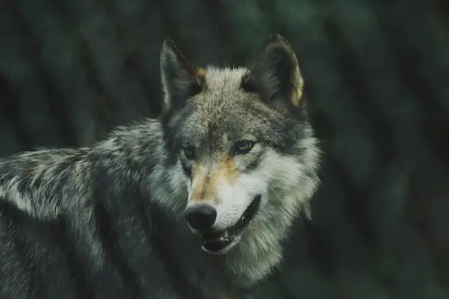Do wolves have gold eyes