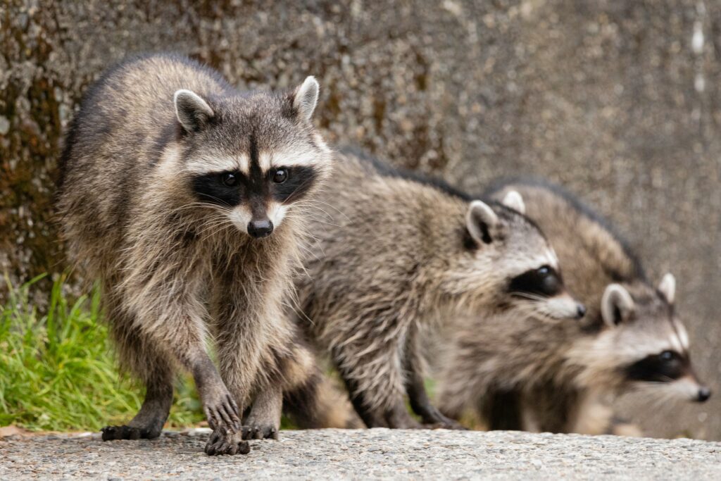 Why do Raccoons scream when mating?
