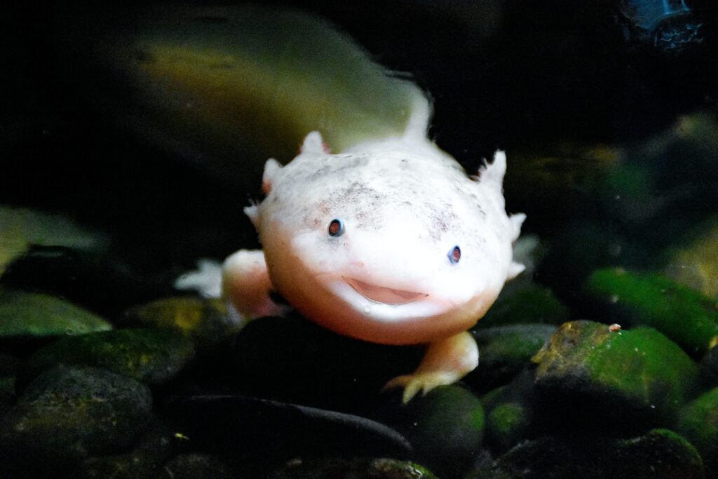 What are signs of a stressed axolotl?