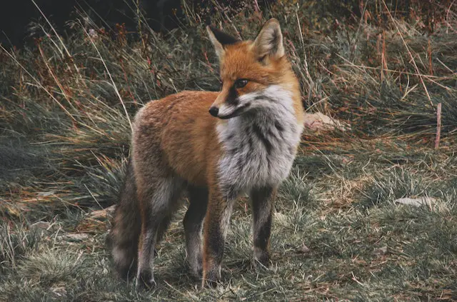 What colours do fox see