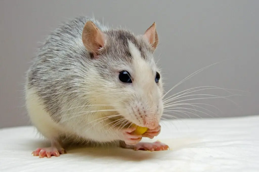Will bleach or ammonia deter rats?