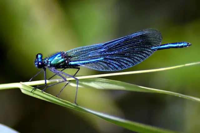 What's The Lifespan Of A Dragonfly?
