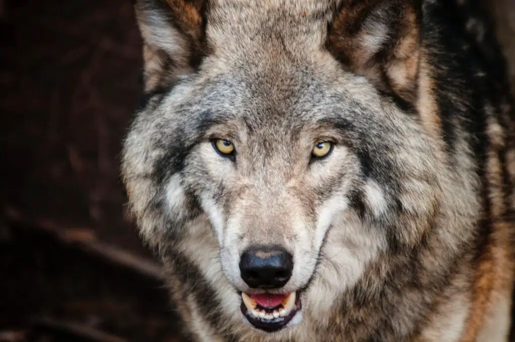 What does seeing a wolf mean to native americans?