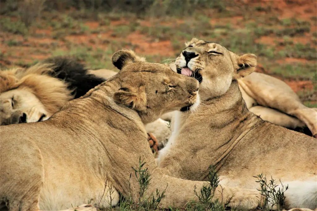 What are Female Lions Called?