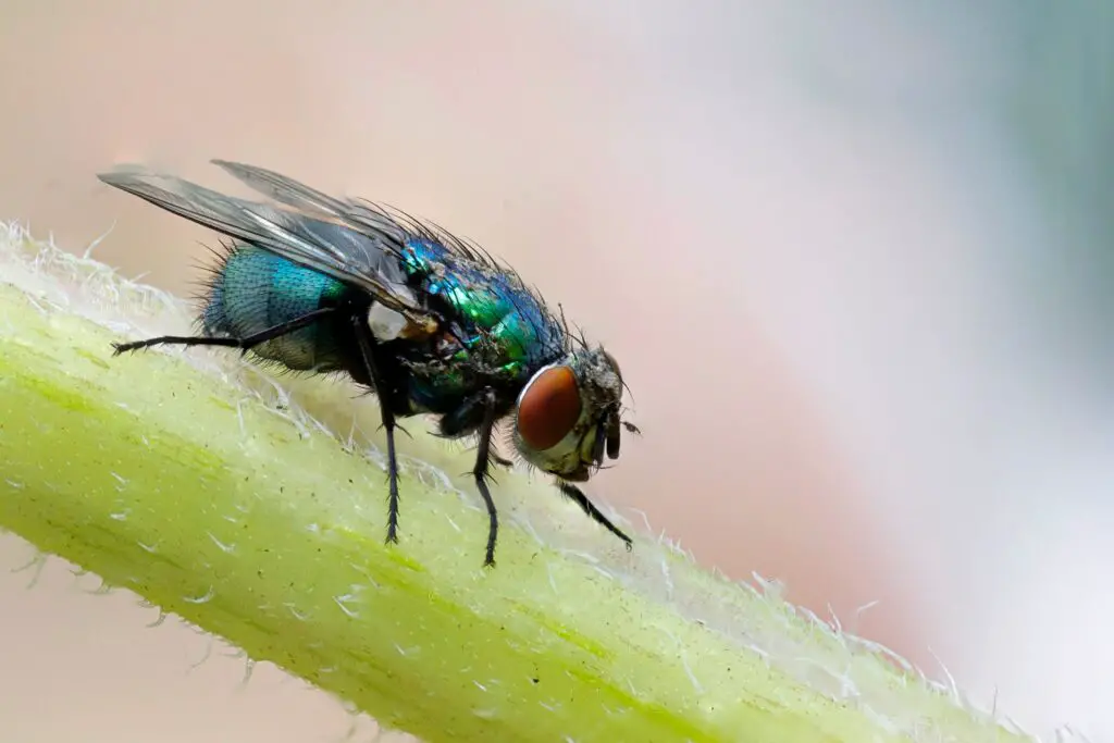 Do Flies Want To Annoy You?