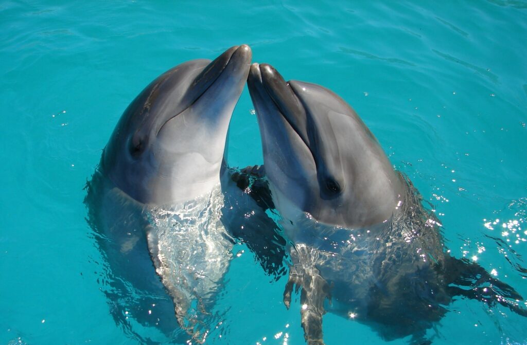 What do Dolphins symbolize?