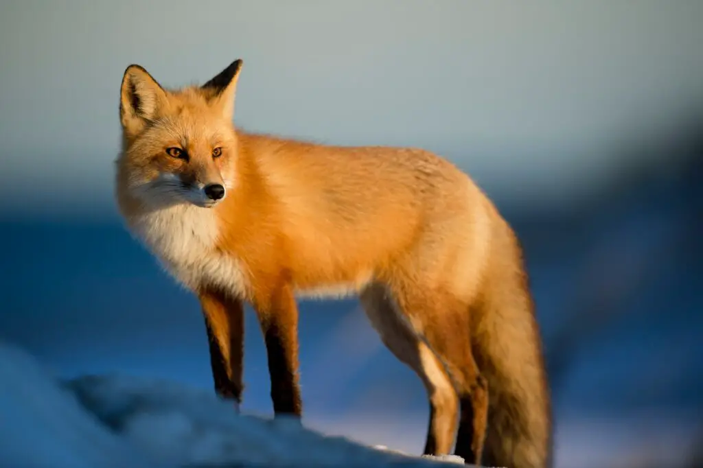 What does a Fox symbolize?