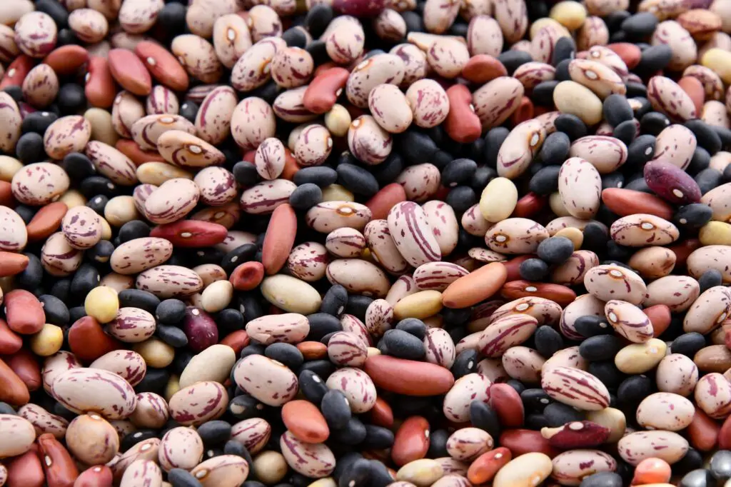 What beans are low in carbs?