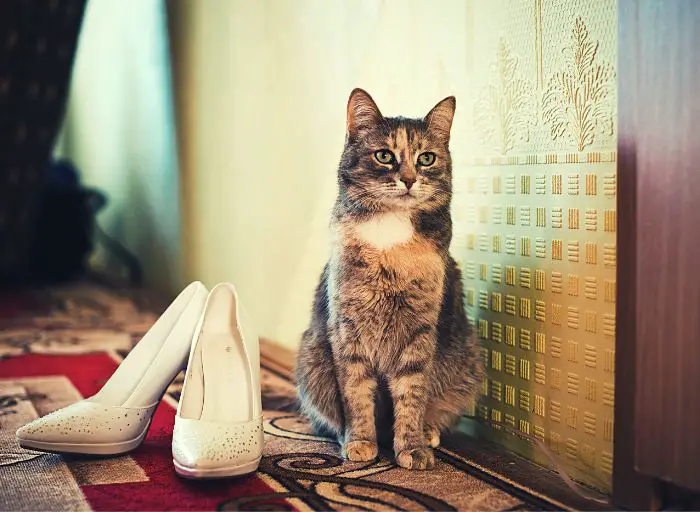 Why Do Shoes Smell Like Cat Pee?